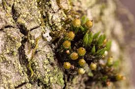 Attēlu rezultāti vaicājumam “Orthotrichum pumilum sporophyte”