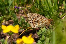 Attēlu rezultāti vaicājumam “Argynnis niobe underside”