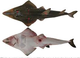 Image result for Rhynchobatus australiae