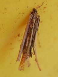 Attēlu rezultāti vaicājumam “Proutia betulina larva”