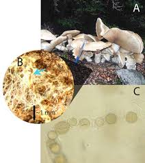 Attēlu rezultāti vaicājumam “Cribraria intricata spores”