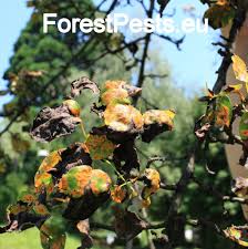 Attēlu rezultāti vaicājumam “Gymnosporangium sabinae”