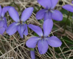 Attēlu rezultāti vaicājumam “Viola hirta”