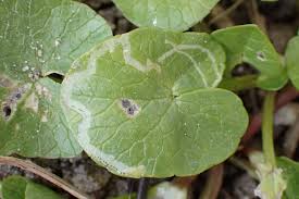 Attēlu rezultāti vaicājumam “Phytomyza ranunculi”