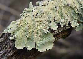 Attēlu rezultāti vaicājumam “Flavoparmelia caperata”