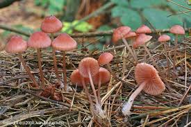 Attēlu rezultāti vaicājumam “Mycena rosella”