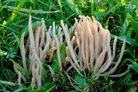 Attēlu rezultāti vaicājumam “Clavaria fumosa”