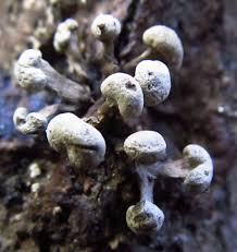 Attēlu rezultāti vaicājumam “Phleogena faginea”