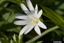 Attēlu rezultāti vaicājumam “Stellaria holostea”