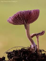 Attēlu rezultāti vaicājumam “Cribraria argillacea macro”