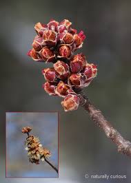 Attēlu rezultāti vaicājumam “Acer saccharinum bud”
