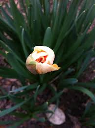 Attēlu rezultāti vaicājumam “Narcissus bud”