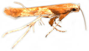 Attēlu rezultāti vaicājumam “Caloptilia hemidactylella”