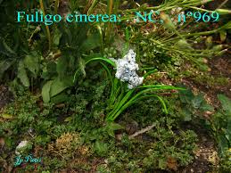 Attēlu rezultāti vaicājumam “Fuligo cinerea”