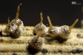 Attēlu rezultāti vaicājumam “Melanospora lagenaria”