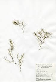 Attēlu rezultāti vaicājumam “Najas flexilis”