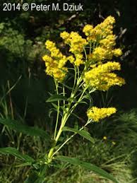 Attēlu rezultāti vaicājumam “Solidago canadensis leaf”