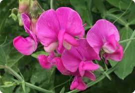 Attēlu rezultāti vaicājumam “Lathyrus latifolius”