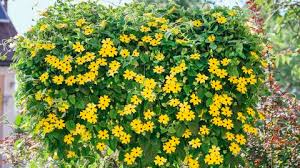 Image result for schwarzäugige Susanne