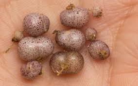 Attēlu rezultāti vaicājumam “Maianthemum bifolium fruit”