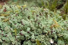 Attēlu rezultāti vaicājumam “Cladonia parasitica”