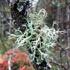 Attēlu rezultāti vaicājumam “Evernia mesomorpha”