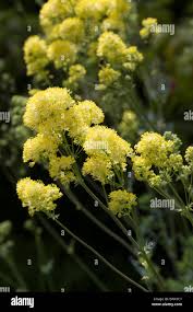 Attēlu rezultāti vaicājumam “Thalictrum flavum flower”