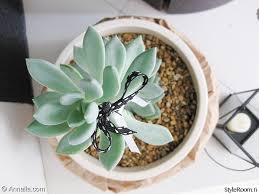 Image result for Mehikasvi