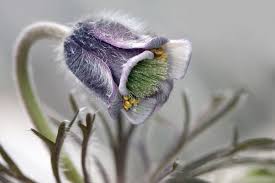 Attēlu rezultāti vaicājumam “Pulsatilla pratensis bud”
