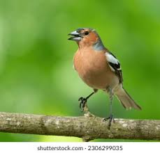 Attēlu rezultāti vaicājumam “Fringilla coelebs male”