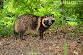 Attēlu rezultāti vaicājumam “Nyctereutes procyonoides”