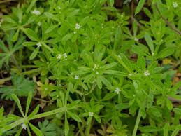Image result for Galium aparine