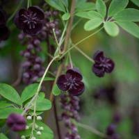 Image result for Helichrysum subulifolium