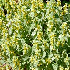 Attēlu rezultāti vaicājumam “Lamproderma gulielmae”