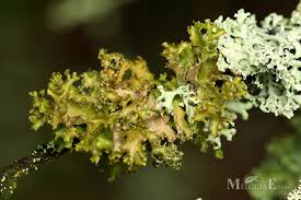 Attēlu rezultāti vaicājumam “Tuckermannopsis chlorophylla”