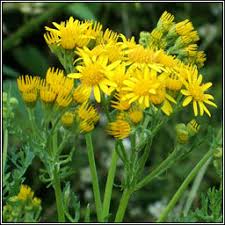 Attēlu rezultāti vaicājumam “Jacobaea vulgaris flower”