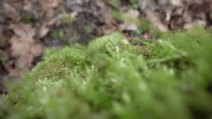 Attēlu rezultāti vaicājumam “Brachythecium rutabulum sporophyte”