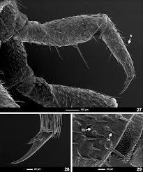 Attēlu rezultāti vaicājumam “Phosphaenus hemipterus”