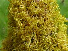 Attēlu rezultāti vaicājumam “Antitrichia curtipendula sporophyte”