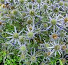 Image result for Edeldistel