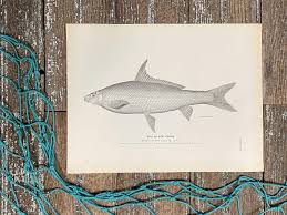 Image result for Cycleptus elongatus