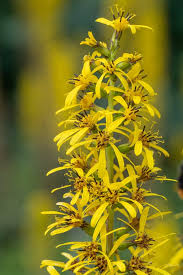 Attēlu rezultāti vaicājumam “Ligularia sibirica flower”