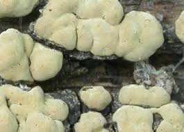 Attēlu rezultāti vaicājumam “Xylobolus frustulatus”