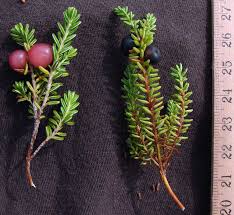 Attēlu rezultāti vaicājumam “Empetrum nigrum fruit”