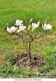 Attēlu rezultāti vaicājumam “Magnolia cylindrica”