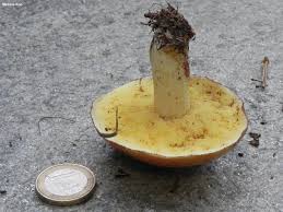 Attēlu rezultāti vaicājumam “Suillus granulatus”