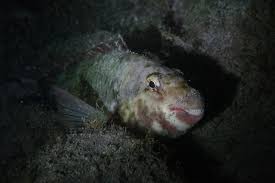 Image result for Sparisoma cretense