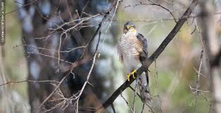 Attēlu rezultāti vaicājumam “Accipiter nisus female”