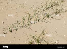 Attēlu rezultāti vaicājumam “Carex arenaria  flower”