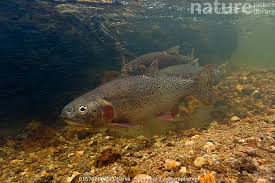 Image result for Oncorhynchus clarkii